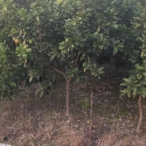 湖南靖州金鑫苗木合作社有大量柚子树苗