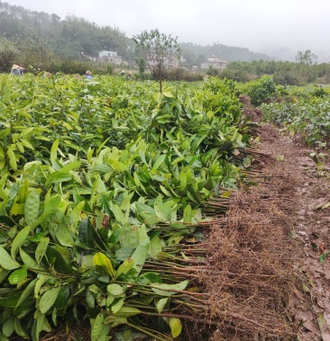 [肉桂苗批发]广西防城港大量肉桂苗批发价格0.60元/棵 - 一亩田