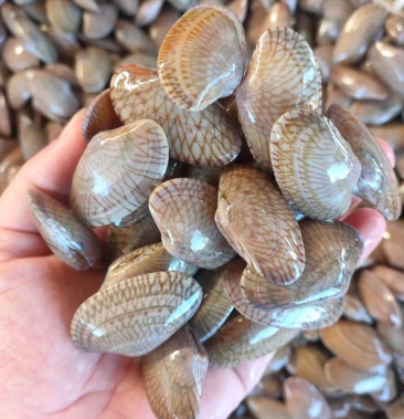 [花蛤批发]一手优质货源,活鲜花甲螺(油甲)价格便宜,适合各餐饮使用