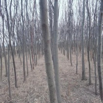处理苦楝树，侧柏