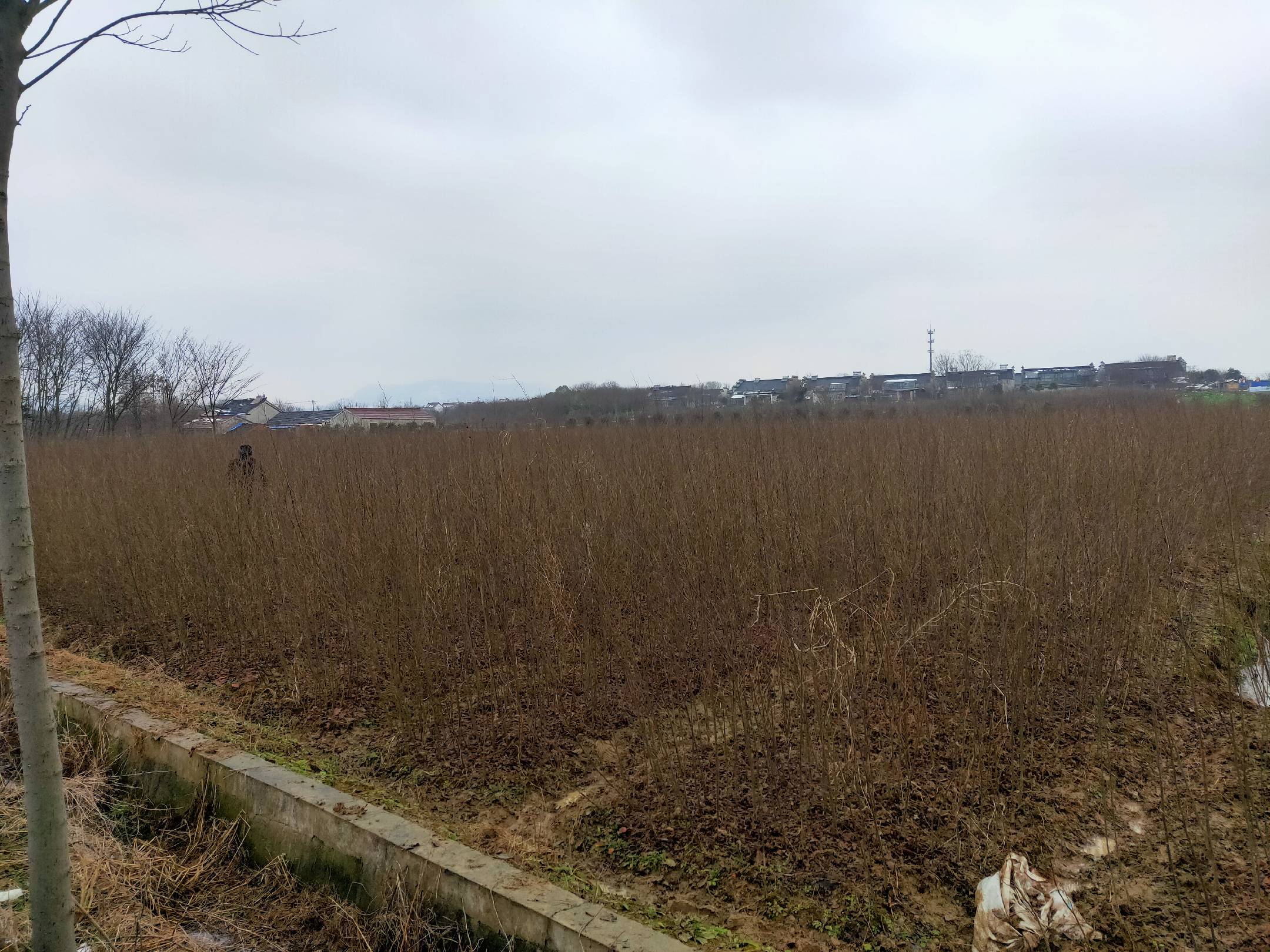 图中展示了韭菜因灰霉病和茎腐病导致的典型枯死症状 韭菜枯死病害症状图