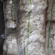 菇片