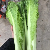 龙牙白菜