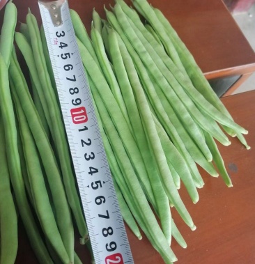 精品小金豆诚信合作