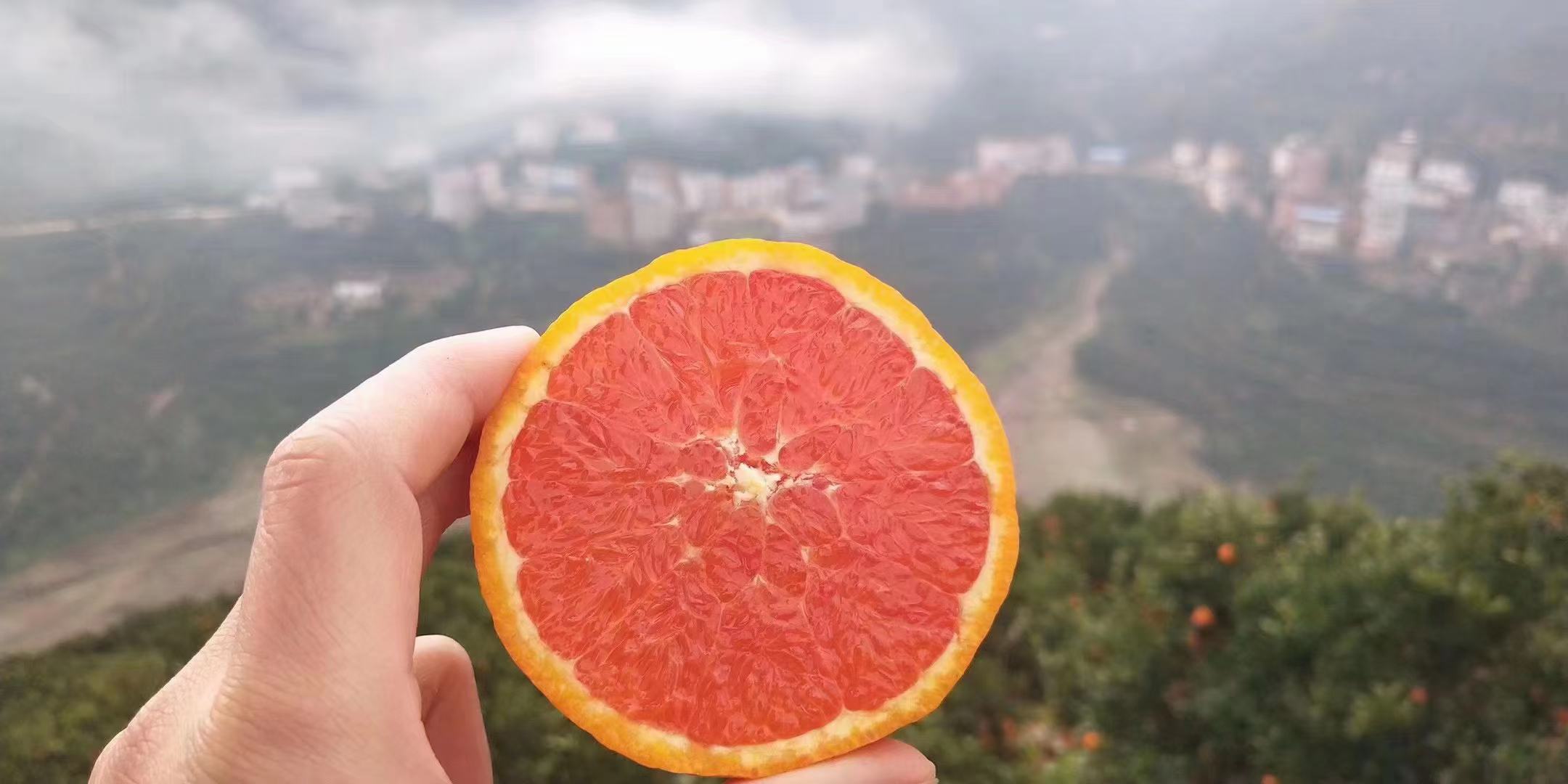 一位中年女性站在农贸市场橙子摊前,手指捏着一个橙子观察表皮色泽,旁边摆放着多个大小不一的橙子用于比较,摊位招牌写有‘正宗秭归脐橙’字样,背景有人流往来,体现真实消费场景 消费者正在市场摊位前挑选秭归脐橙,手中拿着两个对比大小和颜色
