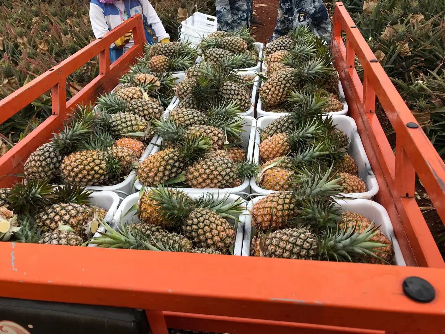 超市货架上摆放的新鲜菠萝与冷链运输车内的菠萝箱