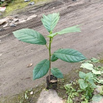 面包树种苗常绿乔木园林绿化工程苗果树苗好养