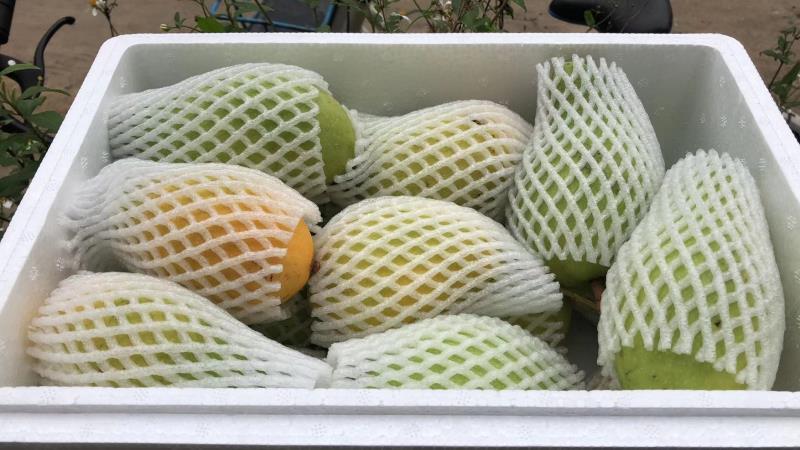 一款高档海南金煌芒礼盒,外包装为深红色硬质纸盒,印有烫金‘海南金煌芒’字样和热带风情图案,盒内整齐摆放6个完整金煌芒,果实表皮光洁无损,配有防震泡沫托垫和品牌说明书,整体设计精致大气,适用于节日送礼场景 海南金煌芒礼盒包装展示图