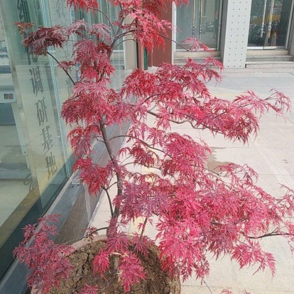 几十亩地的苗元宝枫 8-9-10公分 4000多颗原生石榴红羽毛枫精品特级