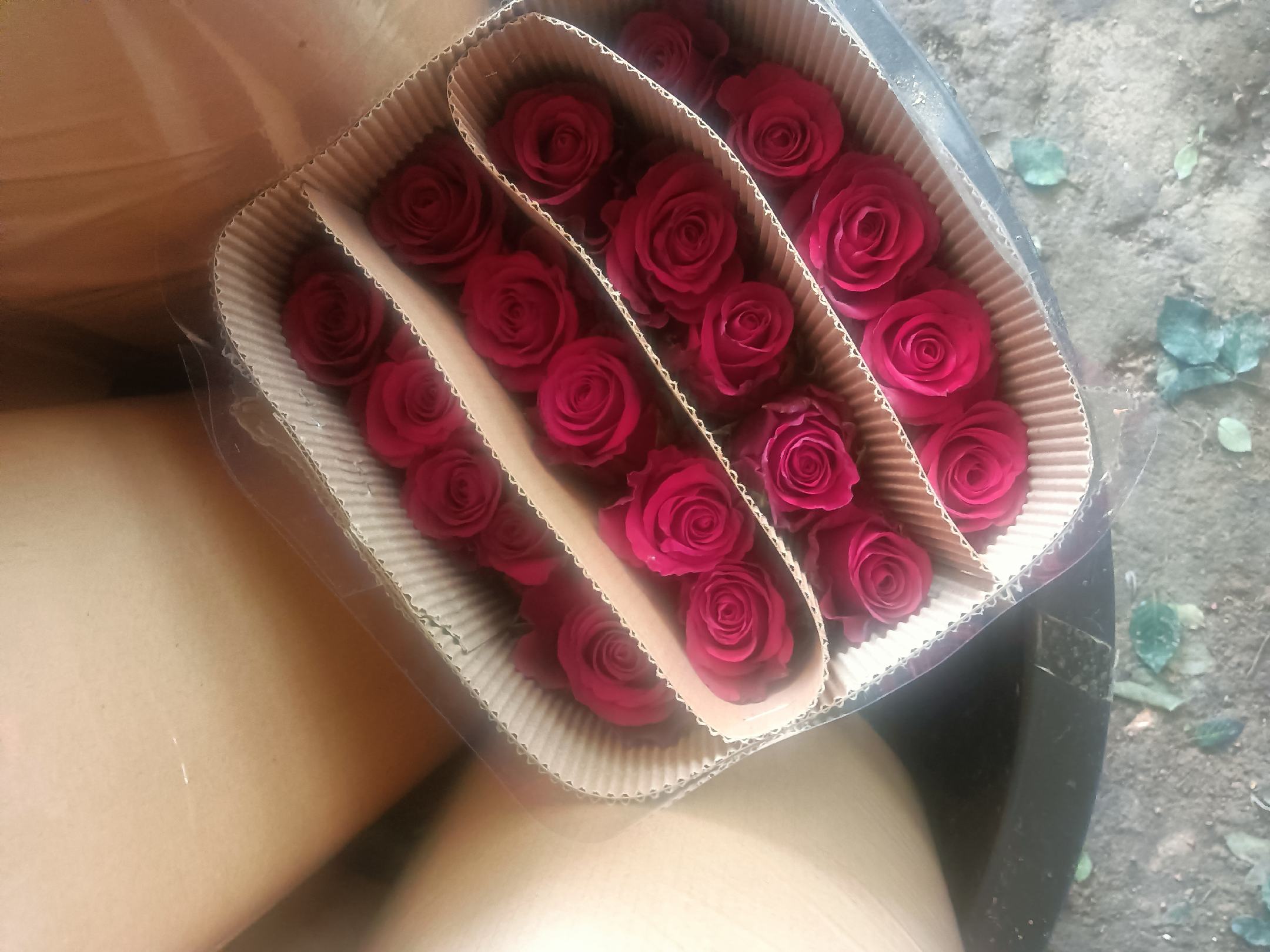 红双喜鲜花在花店中被精心包装成花束,准备送往客户手中 红双喜鲜花在花店中被精心包装成花束,准备送往客户手中
