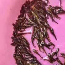 杂交黄骨鱼，苗场直供，量大优惠！