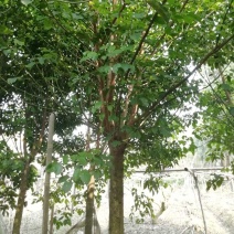 秋枫树