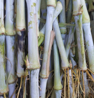 台湾甜象草皇竹草红象草种节包邮5年老店基地发货