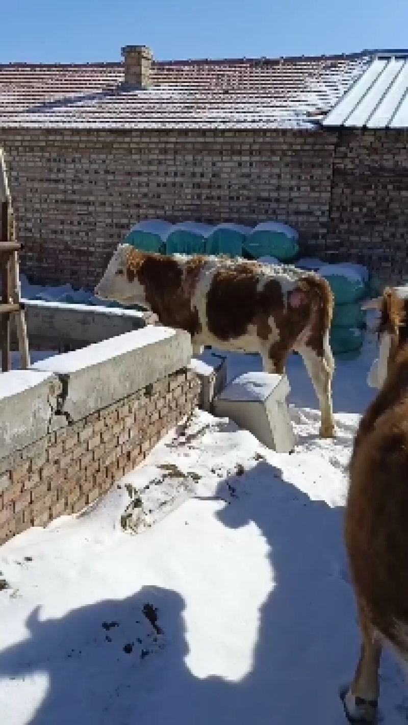 西门塔尔牛公牛改良西门塔尔母牛品种优良,杂交牛品种齐全