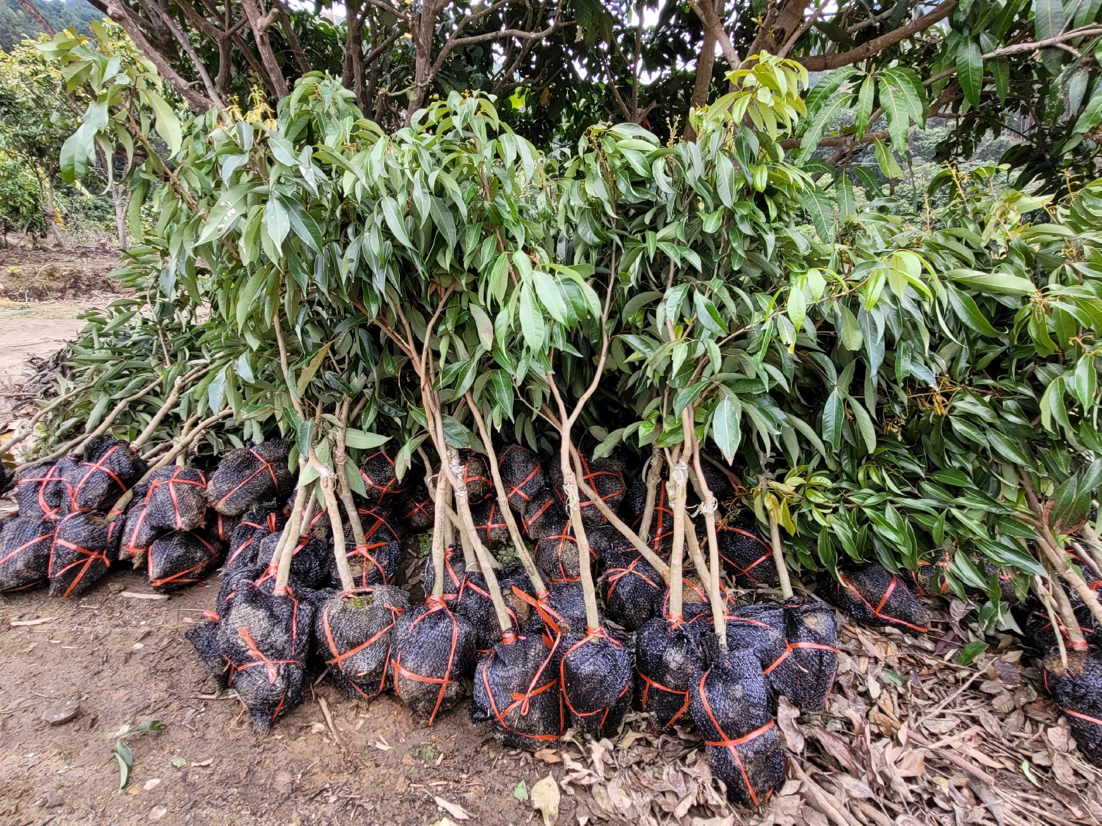 无核荔枝高压繁殖现场,技术人员正在包泥促根处理 高压繁殖示意图