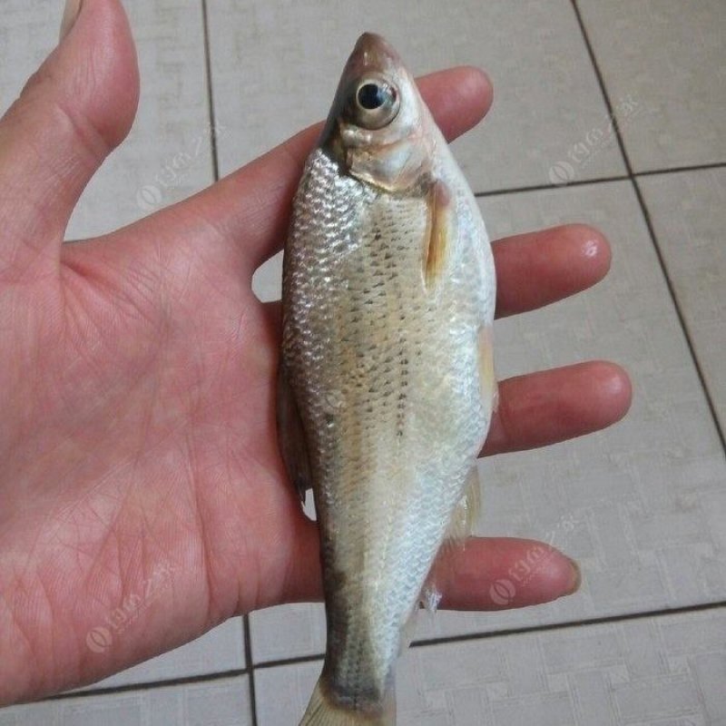 大眼华鳊(中华大眼鳊大眼鳊)上市啦