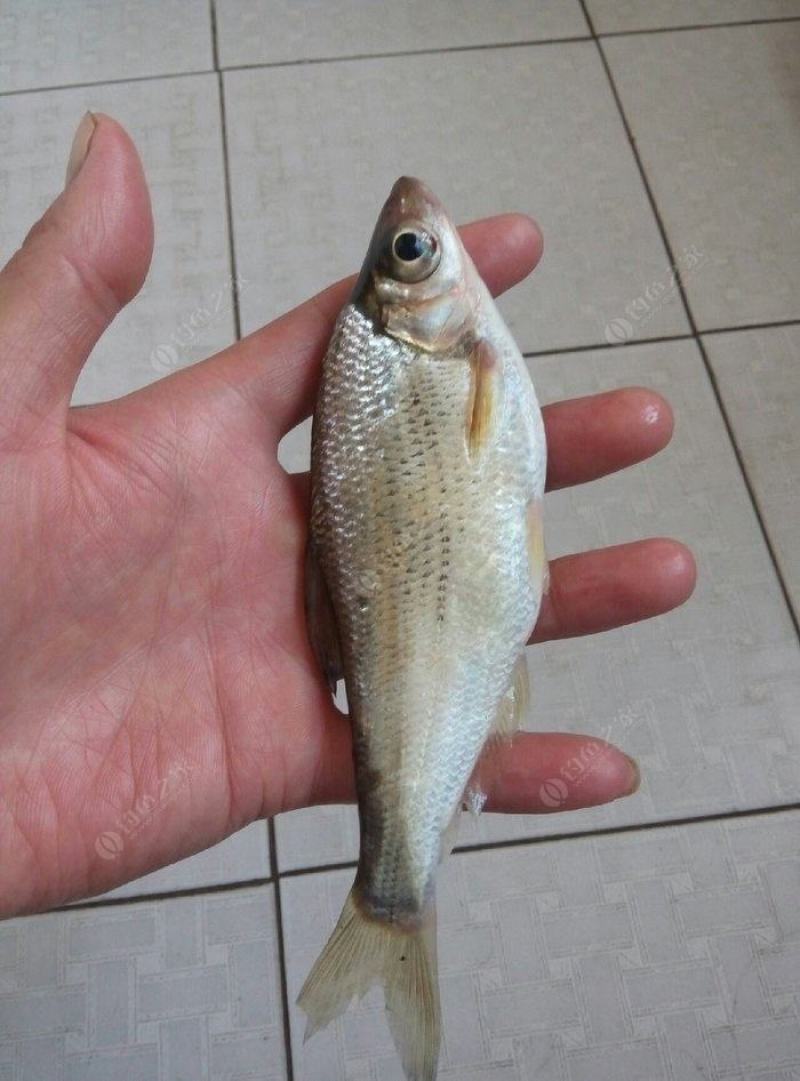 大眼华鳊(中华大眼鳊大眼鳊)上市啦