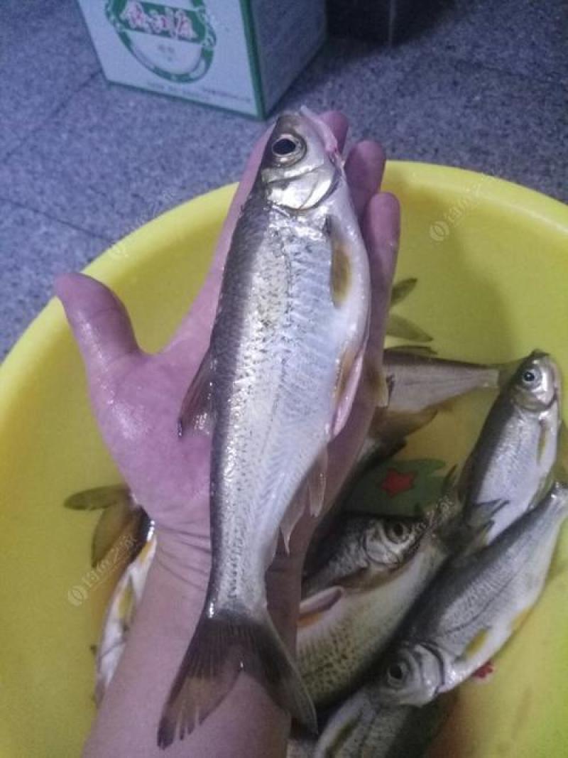 大眼华鳊(中华大眼鳊大眼鳊)上市啦