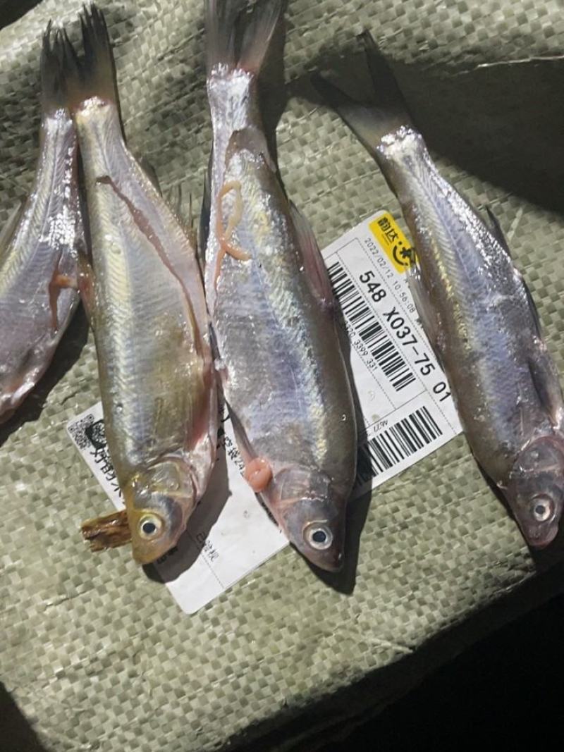 大眼华鳊(中华大眼鳊大眼鳊)上市啦