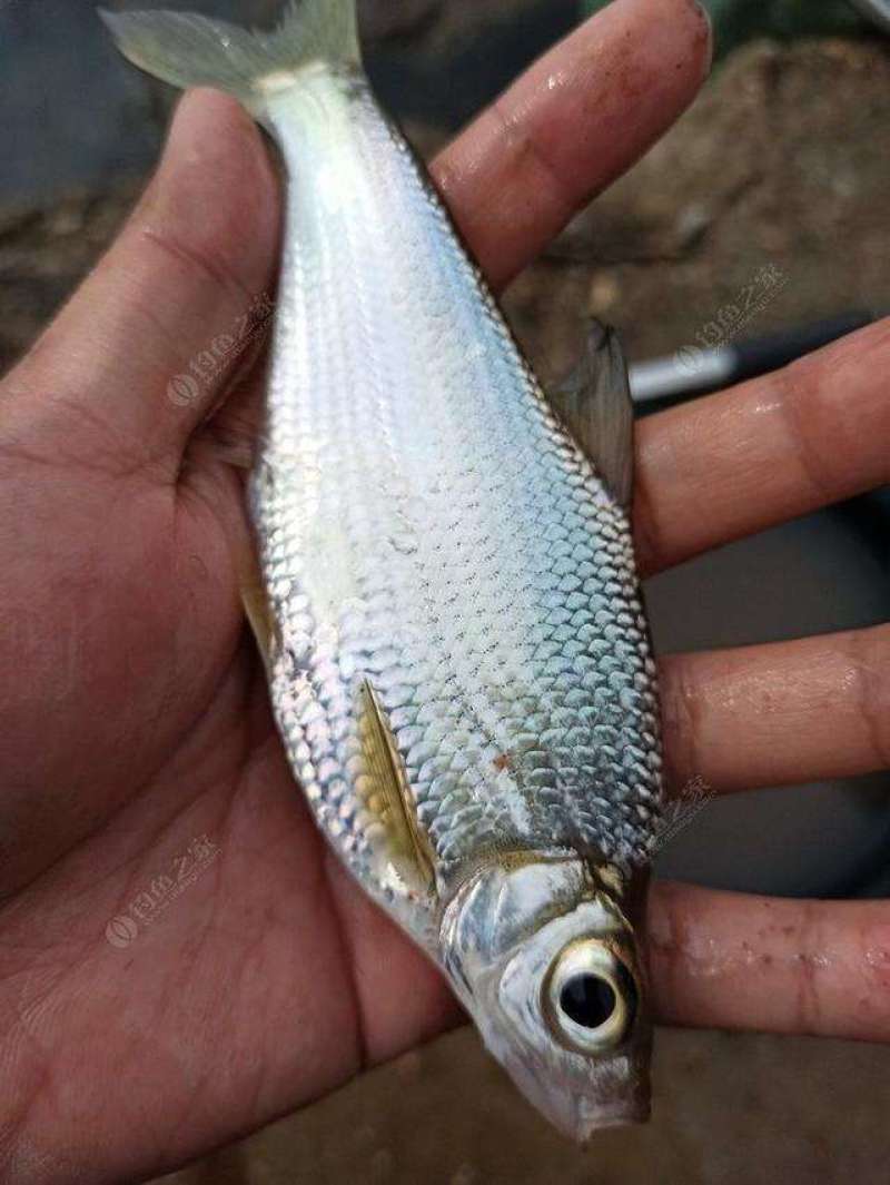 大眼华鳊(中华大眼鳊大眼鳊)上市啦
