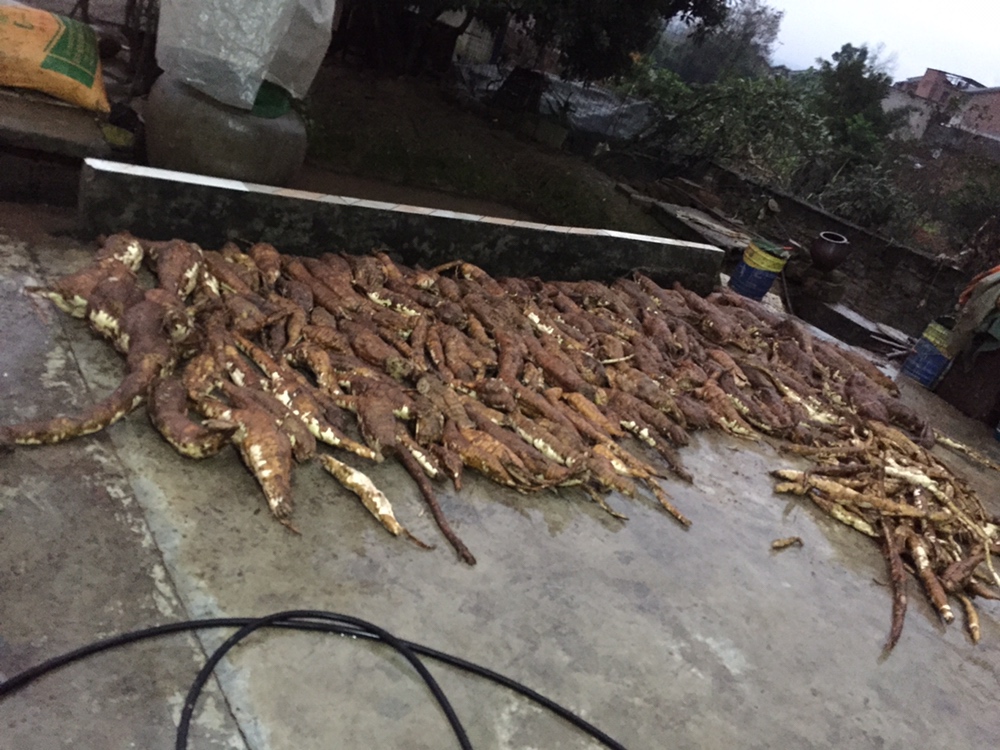 粉葛切片浸泡过程