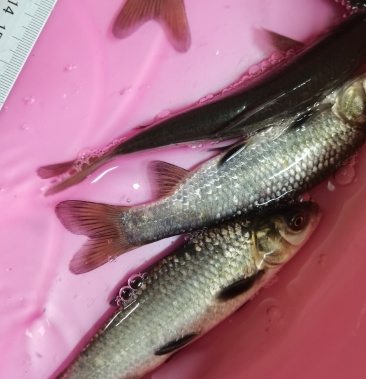 场他直销黑鲩鱼苗脆皮鲩鱼苗黑鱼苗品种优良规格齐全