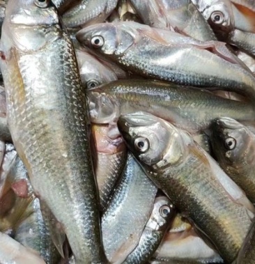 [马口鱼批发]淡水马口鱼价格35.00元/斤 - 一亩田