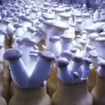 杏鲍菇瓶栽袋栽高产菌种长年供应各型号菌种