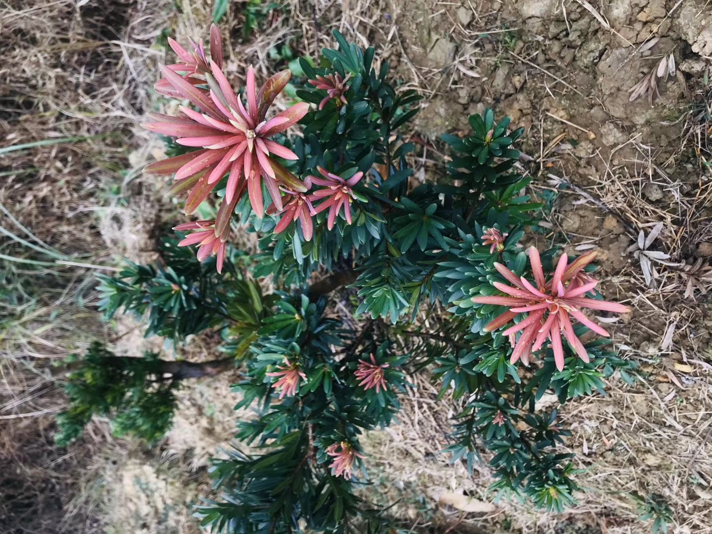 台松60松花菜穴盘育苗实拍图 台松60松花菜苗在现代化育苗温室中整齐排列,使用黑色塑料穴盘培育,每穴一株,叶片呈深绿色,生长健壮,背景可见自动化喷灌系统和温控设备