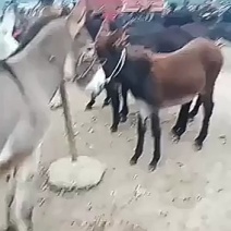 肉驴正宗的改良驴。膘肥体壮。肉质肥美，货源充足，有要的联
