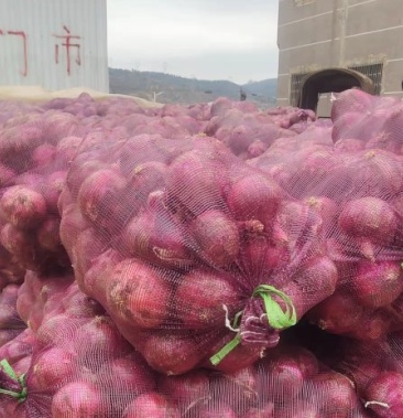 云南红河紫皮洋葱大量上市基地直销新鲜挖卖品质保证
