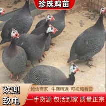 珍珠鸡苗大苗一手货源孵化场包打疫苗质量正宗全国代发