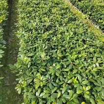 海桐小杯基地，16杯海桐出售，海桐球批发，海桐工程苗
