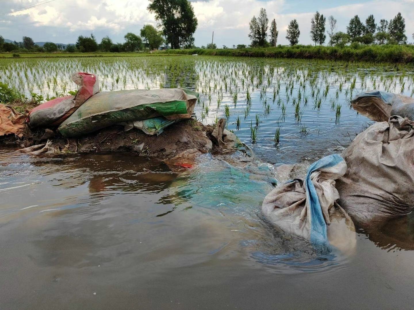 长芒稗在稻田中生长的场景