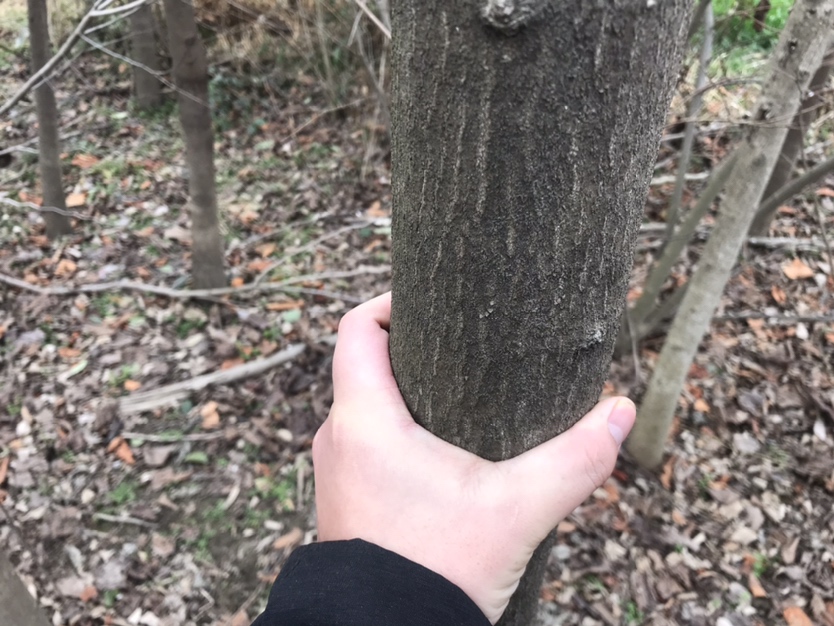 展示多种小叶紫檀木材的纹理特征,包括牛毛纹、金星纹、水波纹和鸡血纹 小叶紫檀木材纹理展示