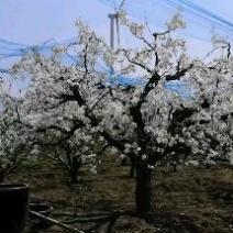 老梨树，52年老梨树200多颗，