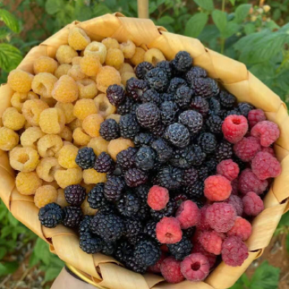 树莓苗价格行情_今日树莓苗价格多少钱一斤 _ 一亩田