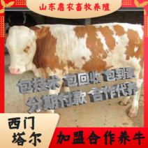 山东牛犊基地包成活养殖技术免费指导全国免费运输