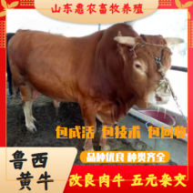 鲁西黄牛宰杀肉牛按斤过磅欢迎来选购优质牛犊