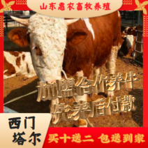 山东优质西门塔尔牛犊10元一斤，欢迎选购