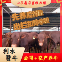 牛犊活苗肉牛犊牛仔活体小牛犊水牛幼崽杂交西门塔尔牛犊养殖