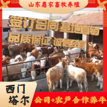 西门塔尔牛活苗肉牛犊活体牛仔活牛小牛西门塔尔肉牛犊