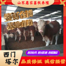 肉牛犊西门塔尔小牛出售小牛犊活体鲁西黄牛犊6个月西门塔尔