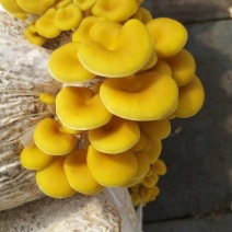 长年供榆黄蘑（鸡油菌）一、二、三级菌种