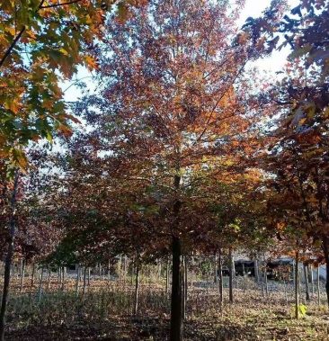 [橡树批发]美国红橡树价格45.00元/棵 - 一亩田