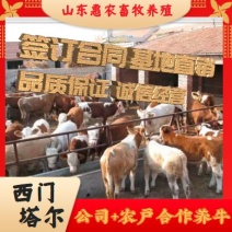 山东优质夏洛莱牛包回收提供免费技术买10送1送打草机