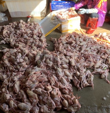 冰鲜乳鸽原粮乳鸽现杀乳鸽