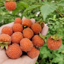 掌叶覆盆子种植基地覆盆子红树莓果苗根系发达易成活