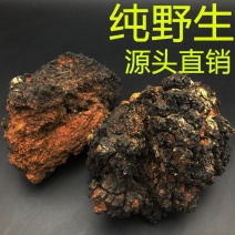 灵芝桦褐孔菌，白桦茸，西伯利亚货源，产地直供道地药材，