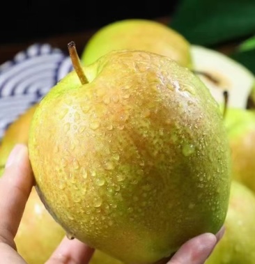 正宗玉露香梨